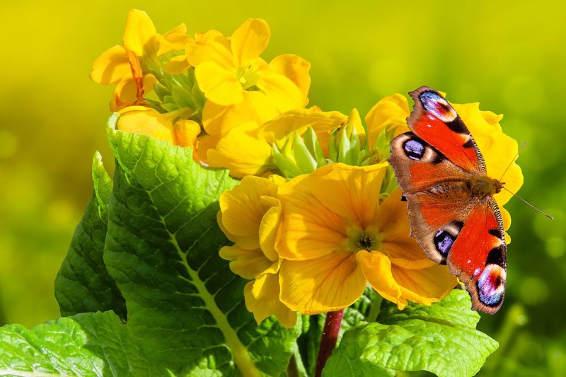 Primroses